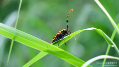 Aristobia reticulator