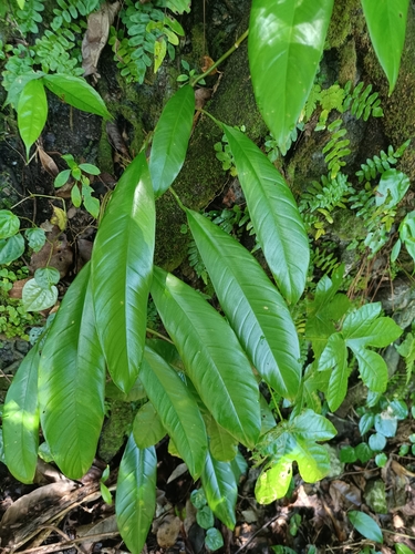 Rhaphidophora (Rhaphidophora spathacea)