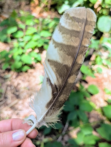 View observation of {o.common_name} on iNaturalist
