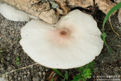 Leucoagaricus meleagris