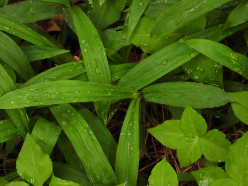 Creeping broad-leaf sedge (Carex ciliatomarginata)
