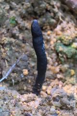 Xylaria nigripes