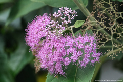 Callicarpa nudiflora