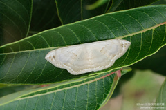 Somatina anthophilata