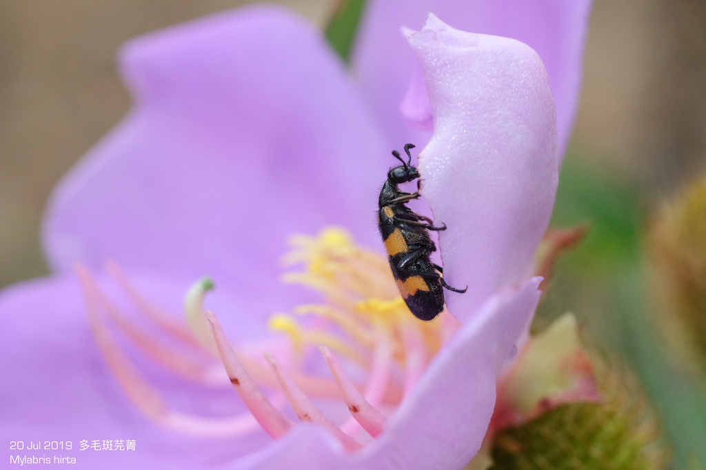 Mylabris hirta