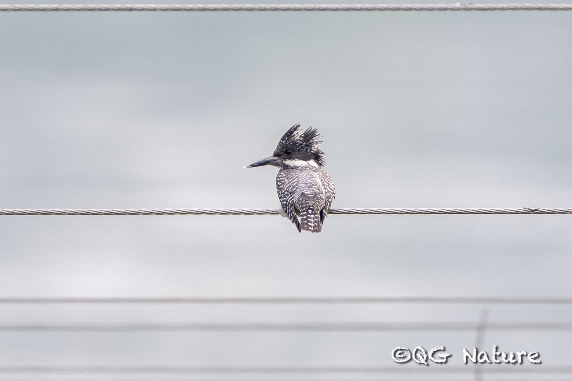 Crested Kingfisher