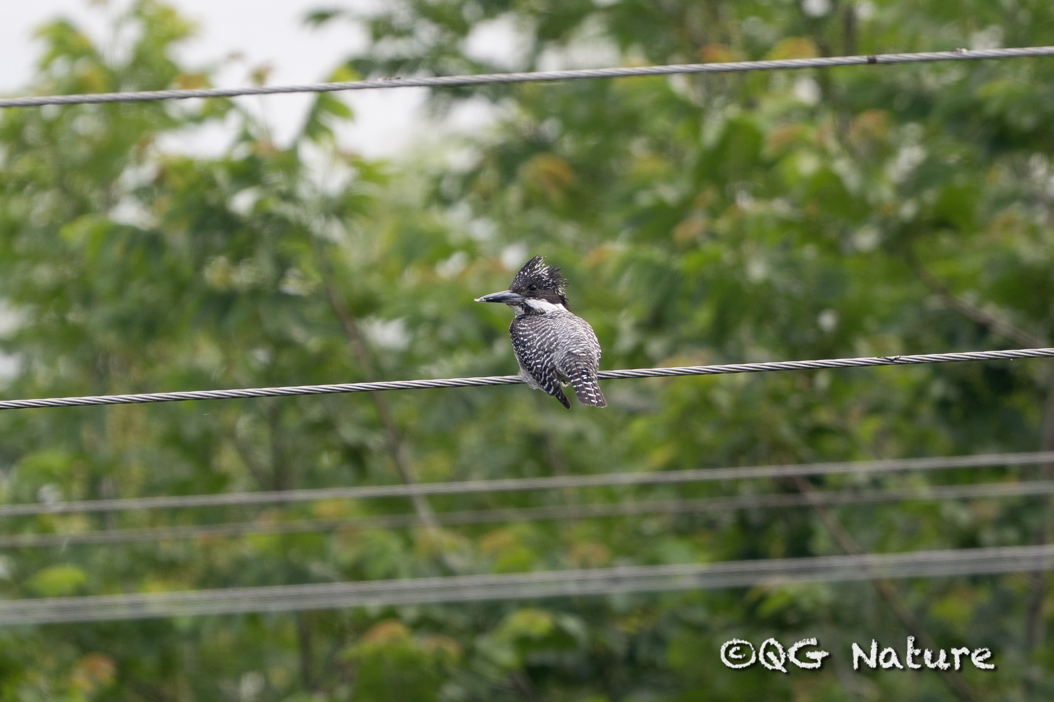 Crested Kingfisher