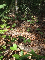 Spiranthes sylvatica