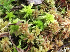 Sphagnum magellanicum