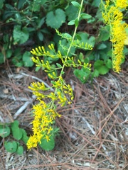 Solidago chapmanii