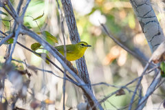 Myiothlypis flaveola