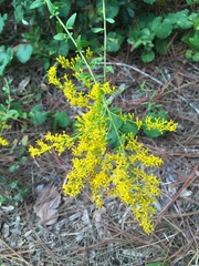 Solidago chapmanii
