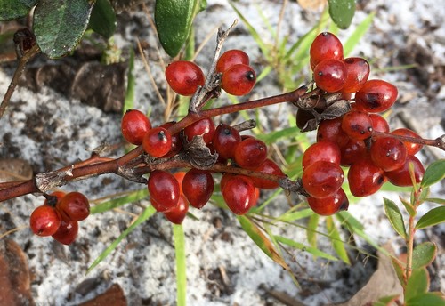Smilax pumila image