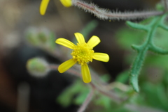 Senecio paarlensis