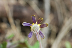 Senecio paarlensis