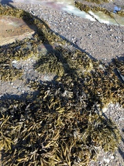 Fucus distichus edentatus