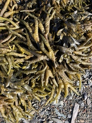 Fucus distichus edentatus