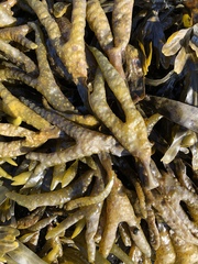 Fucus distichus edentatus