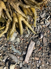 Fucus distichus edentatus