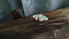Eucyclodes sanguilineata