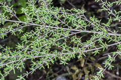 Coprosma microcarpa