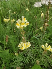 Linaria vulgaris