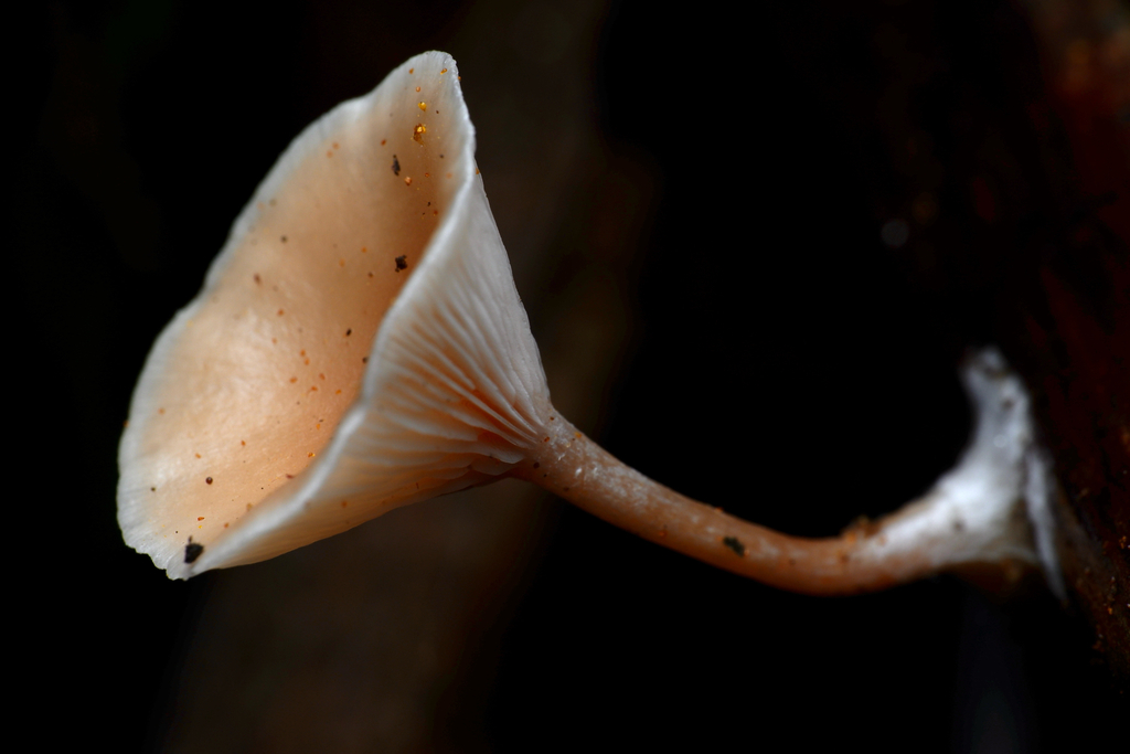 Singerocybe clitocyboides · June 2025 · photo: © celadonfern (iNaturalist, cc-by)