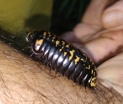 Arthrosphaera versicolor