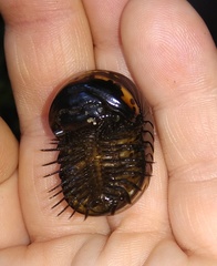 Arthrosphaera versicolor