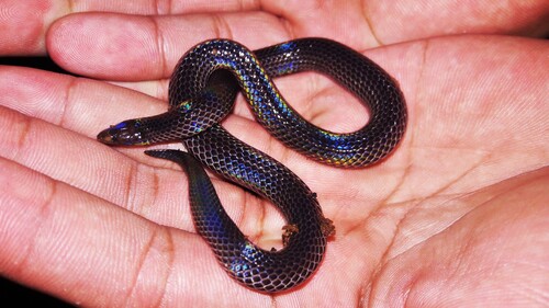 Negros Light-scaled Burrowing Snake