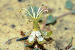 Seetzenia lanata