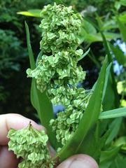 Rumex floridanus