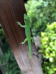 La Digue Day Gecko photo 4