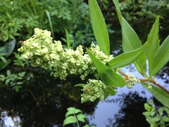 Rumex floridanus