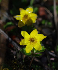 Anemonastrum richardsonii