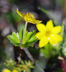 Anemonastrum richardsonii