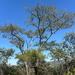 Acacia erythrantha