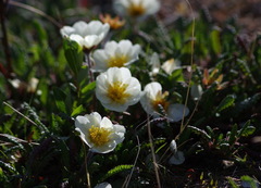 Dryas alaskensis