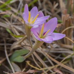 Hesperantha candida