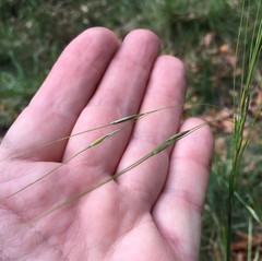 Piptochaetium avenaceum