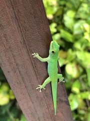 La Digue Day Gecko photo 3