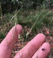 Piptochaetium avenaceum