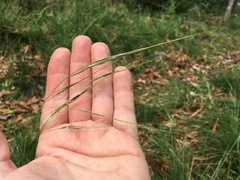 Piptochaetium avenaceum