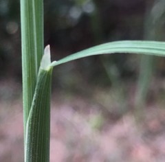 Piptochaetium avenaceum