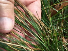 Piptochaetium avenaceum