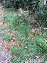 Piptochaetium avenaceum