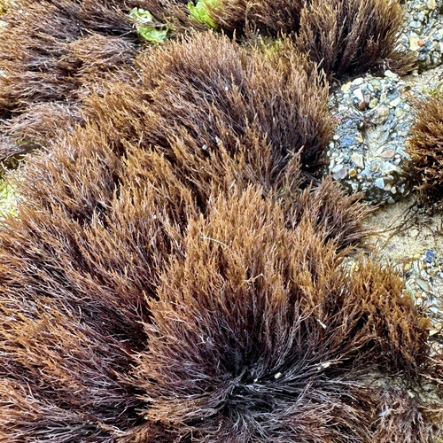 Gelidium coulteri observed 2025-05-31