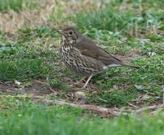Turdus philomelos