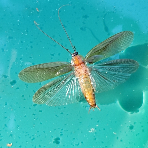 Virginia Wood Cockroach photo 5