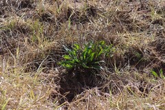 Plantago lanceolata